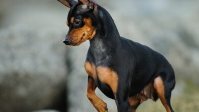 Rehpinscher