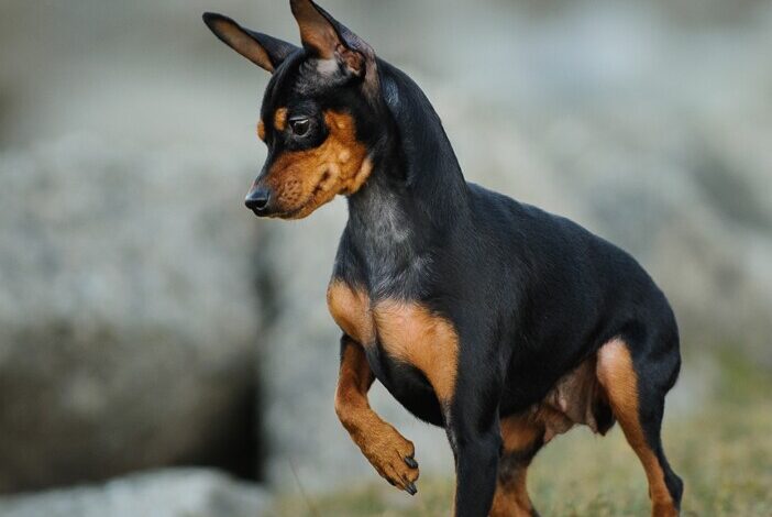 Rehpinscher