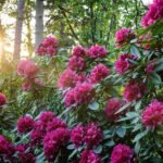 Rhododendron