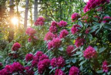 Rhododendron