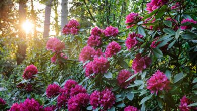 Rhododendron