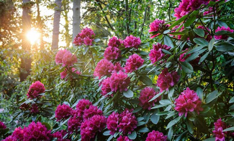 Rhododendron