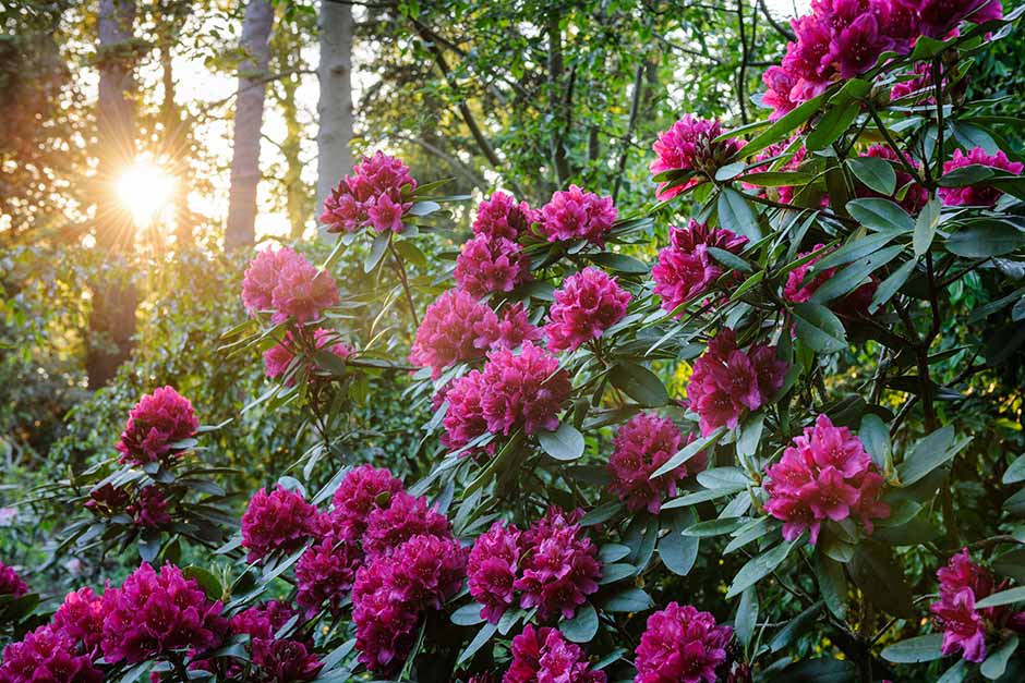 Rhododendron