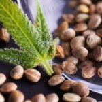 Vom Samen zur Aussage: Wie „Cannabissamen kaufen” zu einem globalen Sammeltrend wird